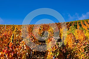 Grapevines with brightly colored autumn leaves in the sunshine