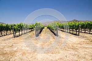 Grapevines in California