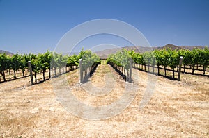 Grapevines in California photo