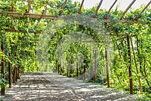 Grapevines cover the trellises along the pathway of Qingnian Lu, Turpan, Xinjiang