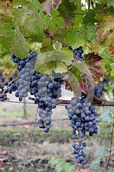 Grapevines and grapes ready for harvest in California wine country