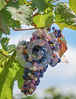 Grapevines on the grapevine