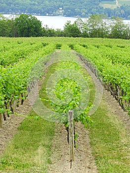 Grapevines growing in the Finger Lakes Wine Country