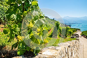 Grapevines on Lake Geneva