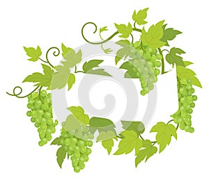 Grapevines plant frame label. Border grape bunches frame decor. Copy space for text name or logo. Grapes green leaves. Vector flat