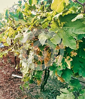 Grapevines should be planted in early spring season