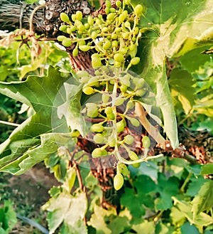 Grapevines should be planted in early spring session