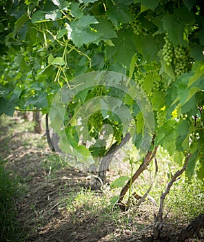 Grapevines photo