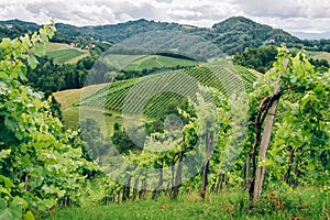 Grapevines in Southern Styria