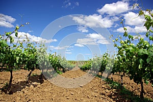 Grapevines in the spring