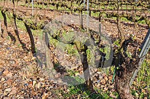 Grapevines in spring.