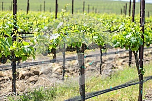 Grapevines in Spring