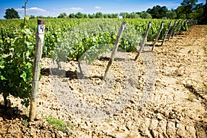 Grapevines in spring