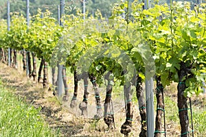 Grapevines in springtime, Hungary