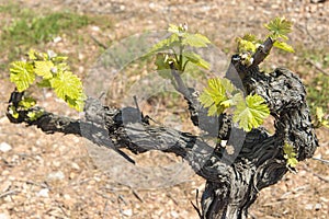 Grapevines sprouting new season photo