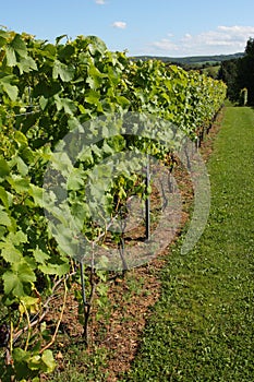 Grapevines in a vineyard