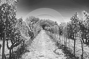 Grapevines vineyard black and white edit Sonoma California