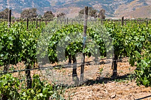 Grapevines at a Vineyard in the City of Ensenada, Mexico