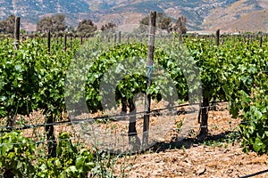 Grapevines at a Vineyard in the City of Ensenada, Mexico photo