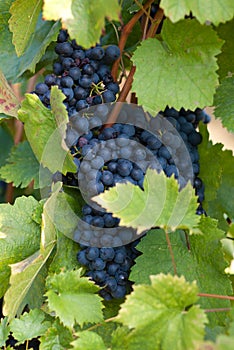 Grapevines in vineyard, frankovka.