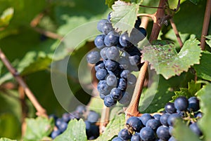 Grapevines in vineyard, frankovka.