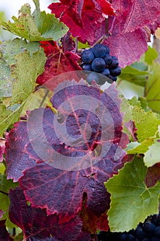 grapevines in vineyard Jecmeniste, Eko Hnizdo, Czech Republic