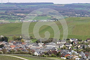 Grapevines in vineyard, spring