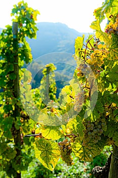 Grapevines in a Vineyard on a sunny autumn day in the hills of the Riesling wine area Moselle