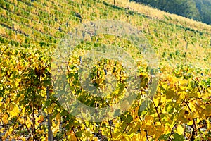 Grapevines in a Vineyard on a sunny autumn day in the hills of the Riesling wine area Moselle