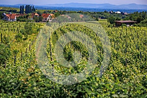 Grapevines in a vineyard in a village on Alsatian Wine Route, Riquewihr, France