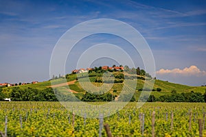 Grapevines in a vineyard in a village on Alsatian Wine Route, Riquewihr, France