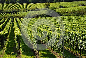 Grapevines in a wineyard