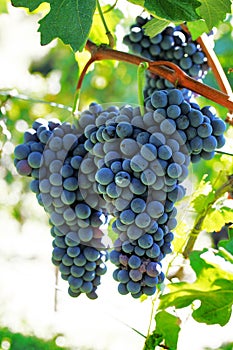 Grapewine