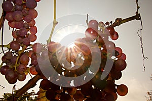 Grapewine in the detail