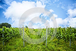 Grapewine plantation in a wineyard
