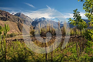 Grapeyard , Vineyard. Elqui Valley, Andes part of Atacama Desert