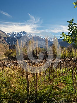 Grapeyard , Vineyard. Elqui Valley, Andes part of Atacama Desert in the Coquimbo region, Chile photo