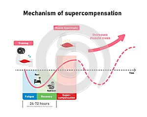 Graph illustration of efficient muscle growth supercompensation mechanism