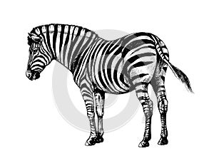 Graphic background illustration, zebra wild horse