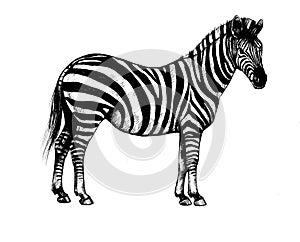Graphic background illustration, zebra wild horse