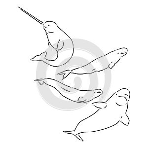 Graphic beluga whale collection. Sea creature isolated on white background. Vector ocean mammal. Coloring book page