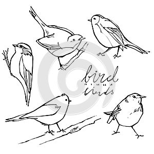 Gráfico observación de aves en blanco 
