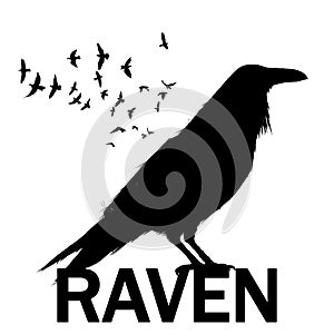 Graphic black and white crow isolated on white background. Old and wise bird. Raven Halloween character