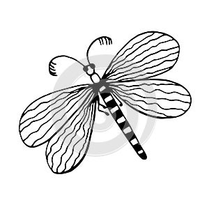 Graphic black and white dragonfly. Hand drawn contour lines and strokes.