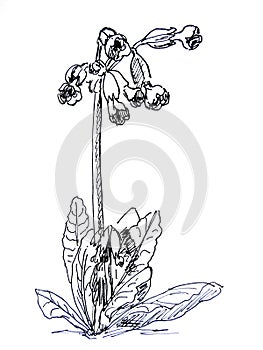 Graphic black and white drawing spring primrose