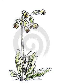Graphic black and white drawing spring primrose