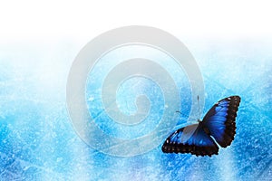 Graphic blue white background with blue butterfly