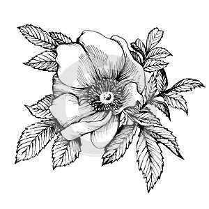 Graphic the branch flower dog rose names: Japanese rose, Rosa rugosa.