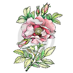 Graphic the branch flowering dog rose names: Japanese rose, Rosa rugosa.