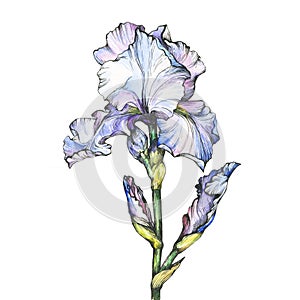 Graphic the branch flowering light blue Iris with bud. Black and white outline illustration with watercolor hand drawn painting.